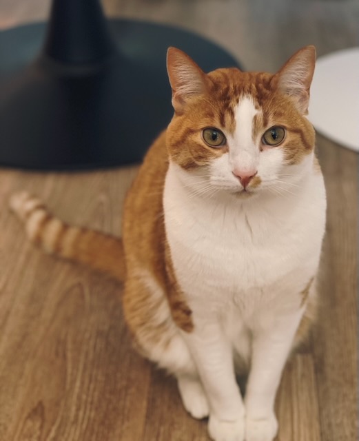 Sir Cheese Cat' B